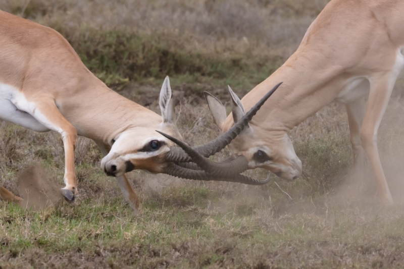 Conflicto de equipo